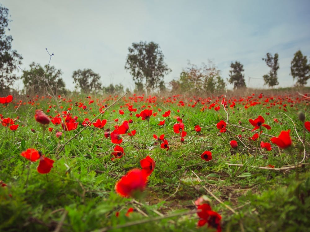 Field Of Red Anemones