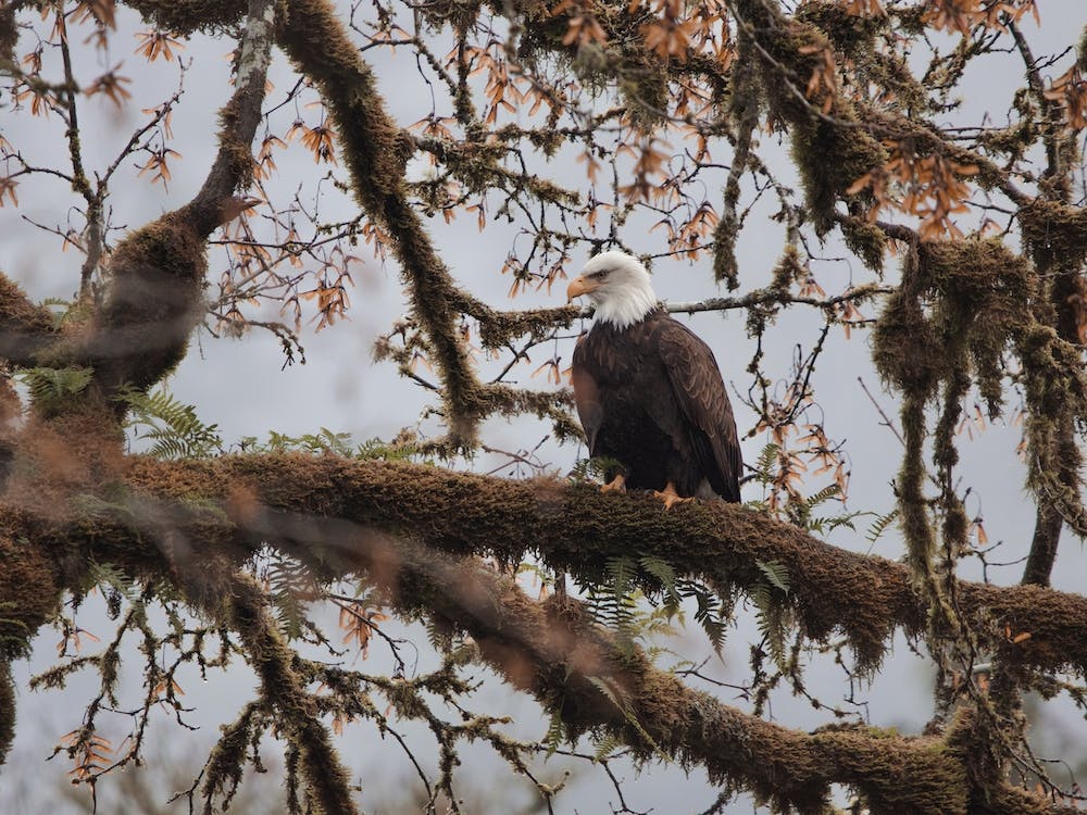 Bald Eagle Perched