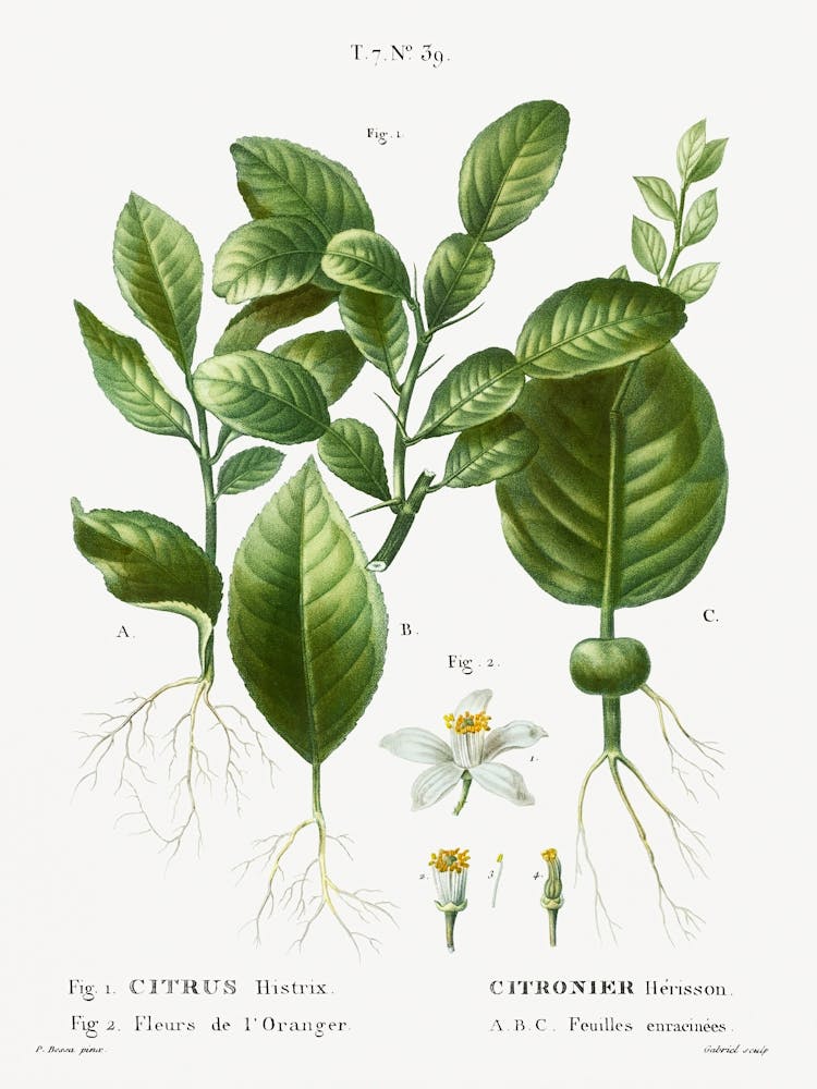 Kaffir Lime And Orange Blossom, Pierre Joseph Redoute