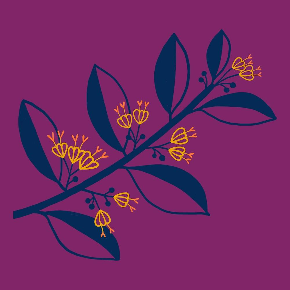 West Indian Elm Square