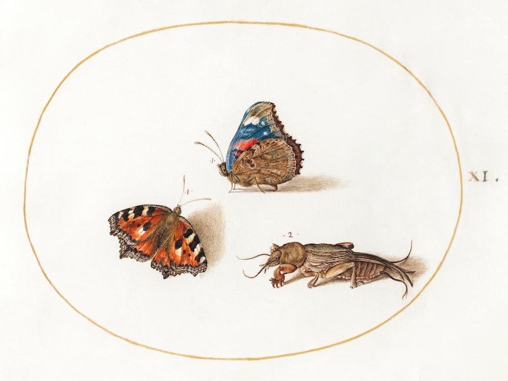 Small Tortoiseshell And Red Admiral Butterflies With A Mole Cricket (1575 1580), Joris Hoefnagel