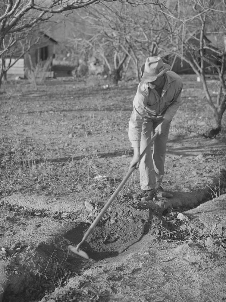 Fruit Farmer Clearing Out Irrigation Ditch, Placer County, California, Irrigated Farming Is A New Thing To This Man Wh