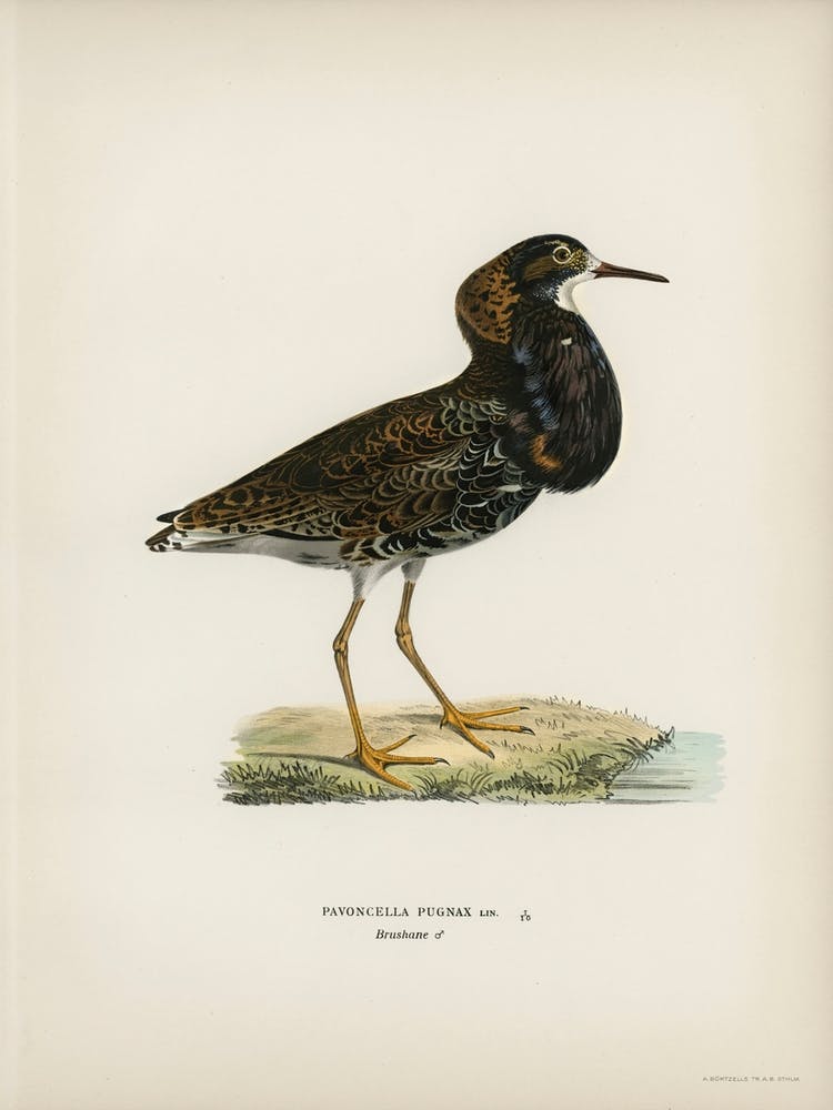 Ruff (Pavoncella Pugnaxr), The Von Wright Brothers