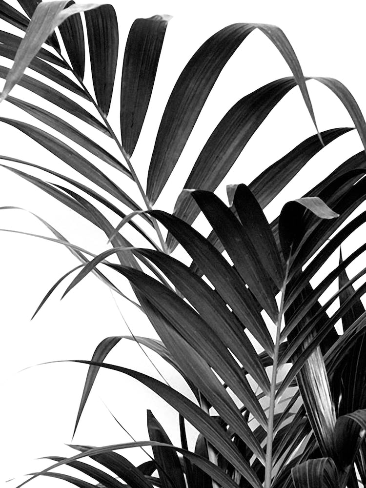 Palm Leaf 02