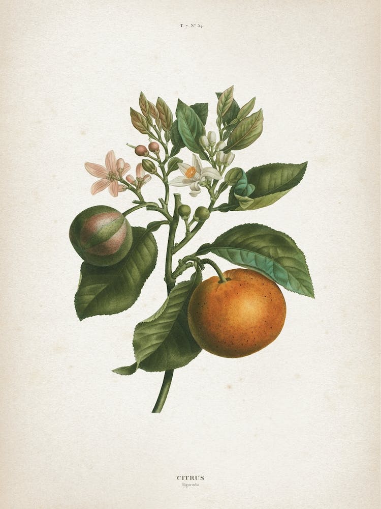 Vintage Redouté 1 Citrus Bigaradia