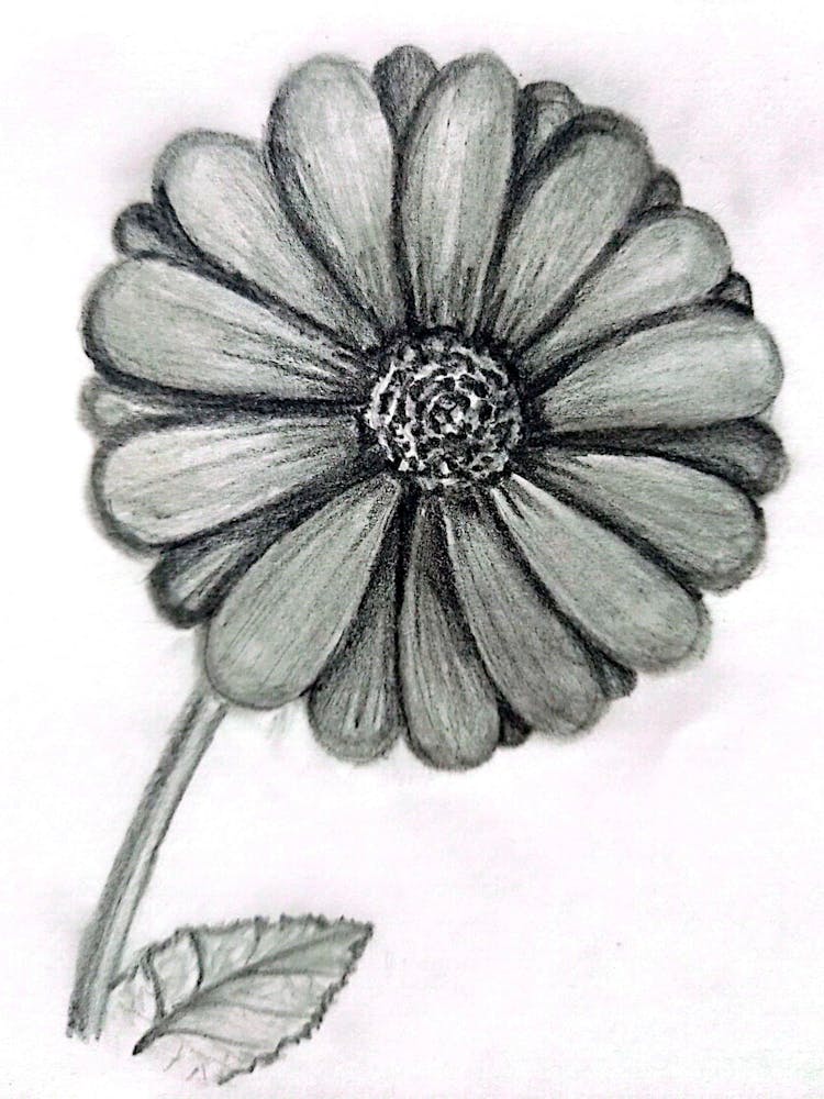 Gerbera Daisy hand-drawn with graphite