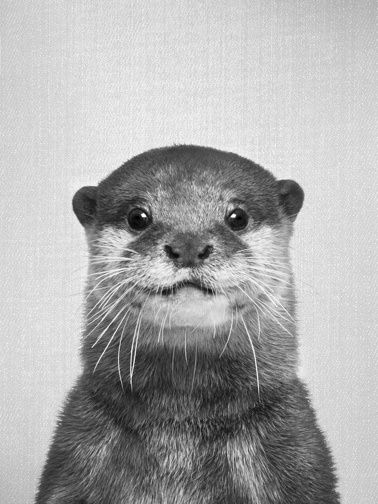 Otter - Schwarz & Weiß
