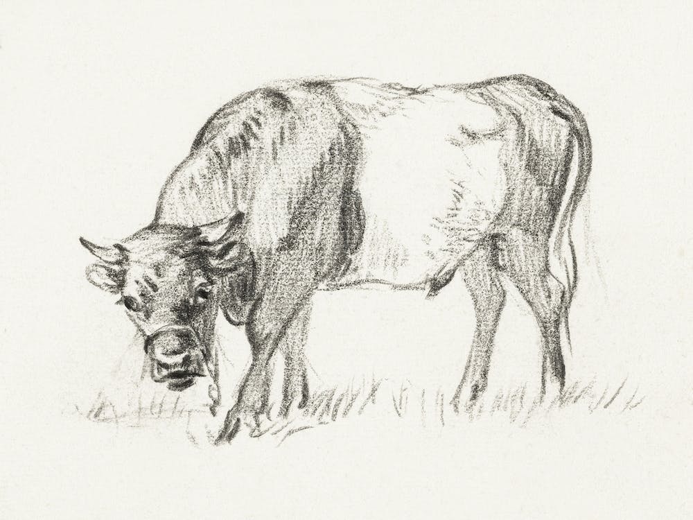 Grazing Bull, Jan Van Ravenswaay, Jean Bernard