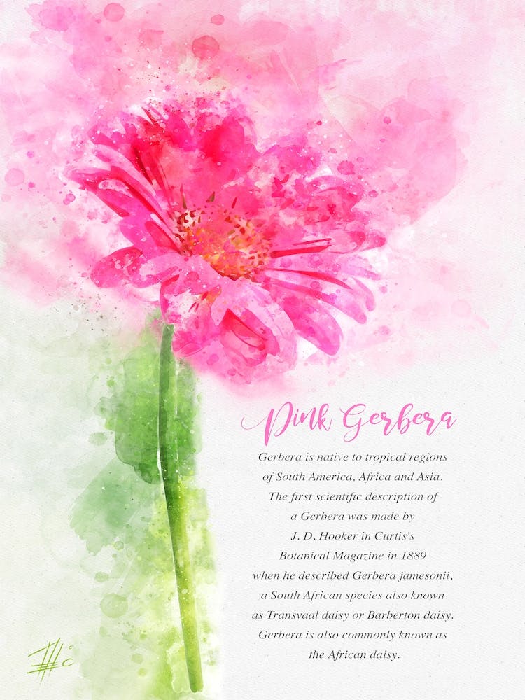 Pink Gerbera