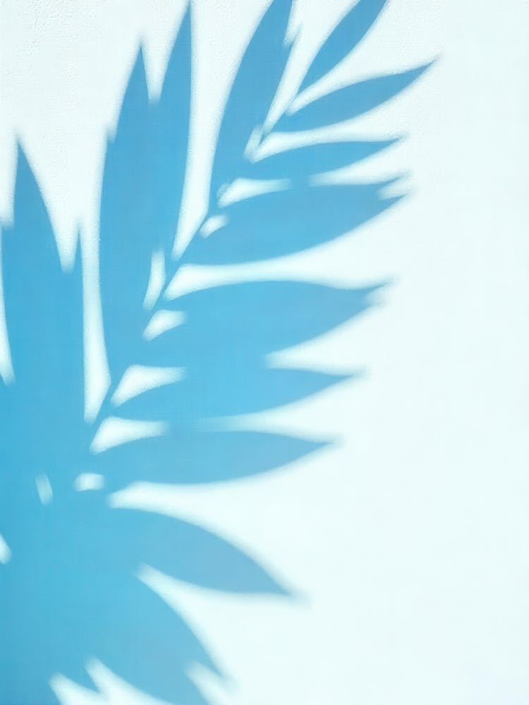 Shadow Of Palm Leaf