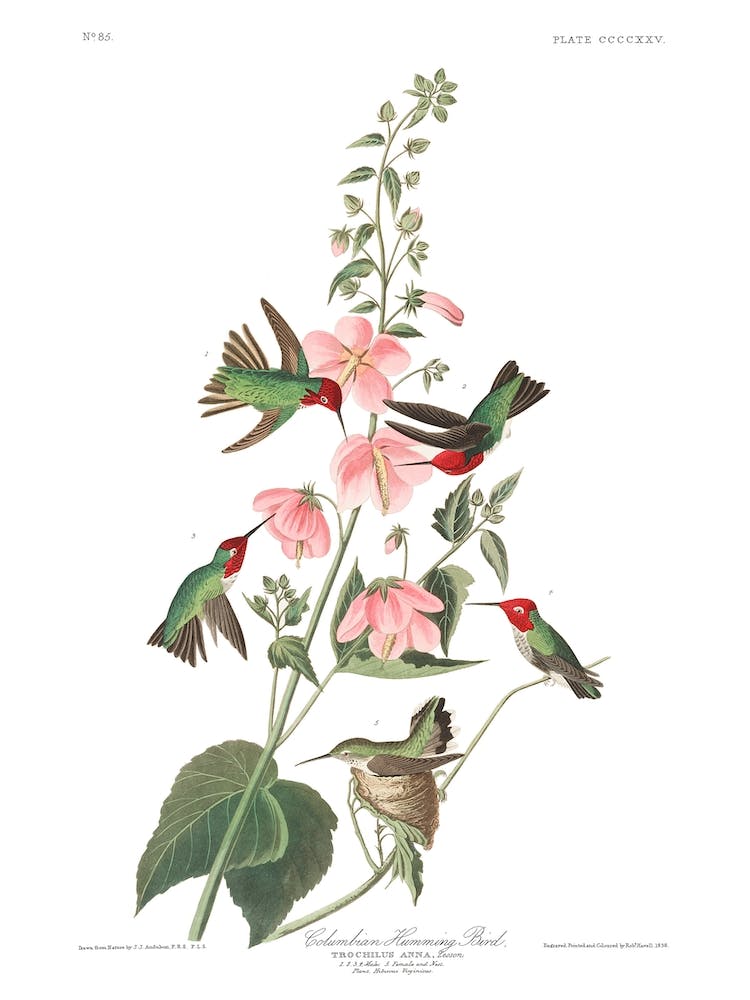 Columbian Humming