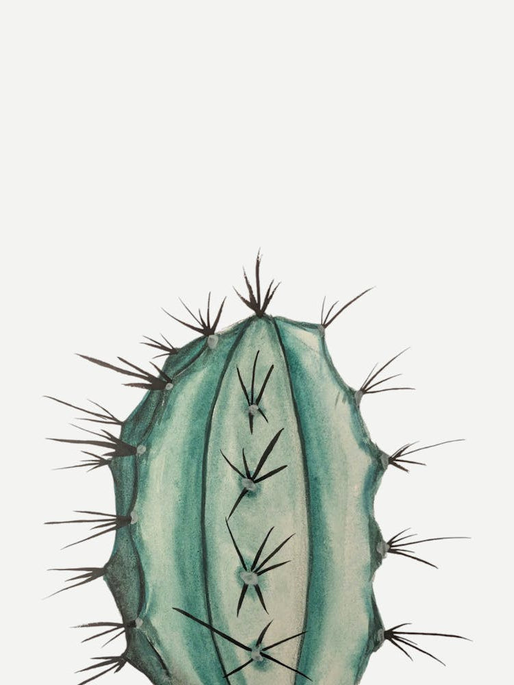 Cactus Botanical Watercolour Illustration Houseplant Green