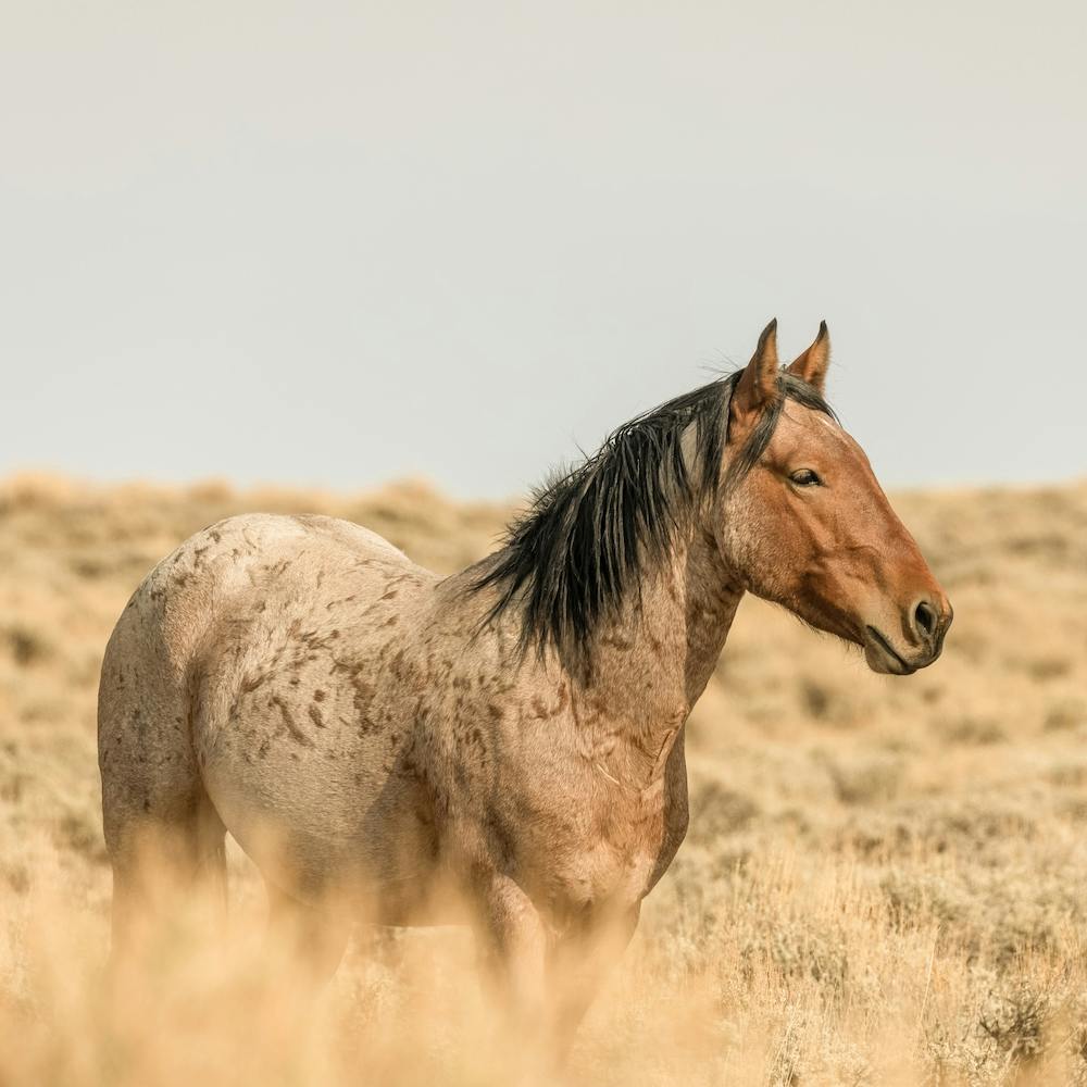 Bay Roan Wild Horse Square