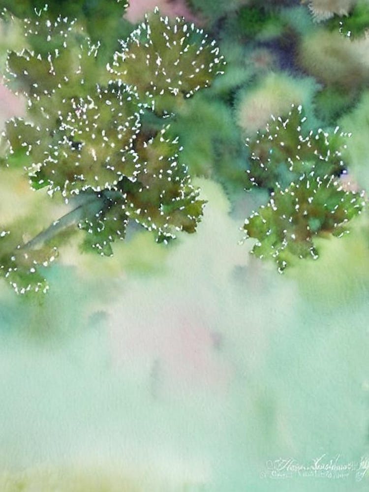 Acropora Valida Storybook Watercolour