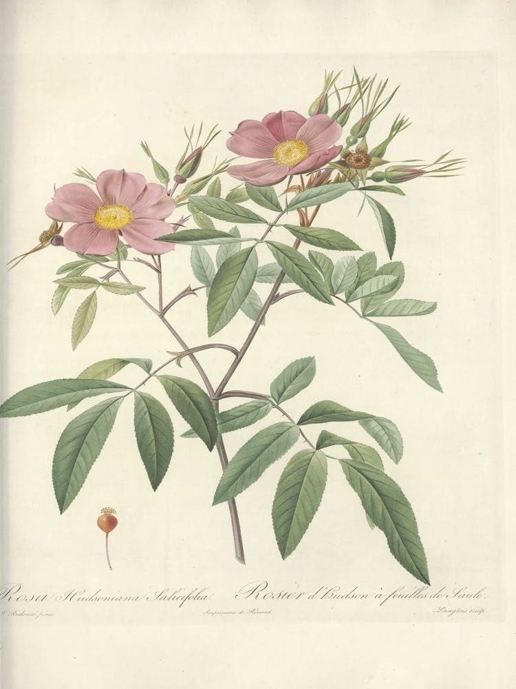 Rose Illustration, Pierre Joseph Redoute, Pierre Joseph Redoute(134)