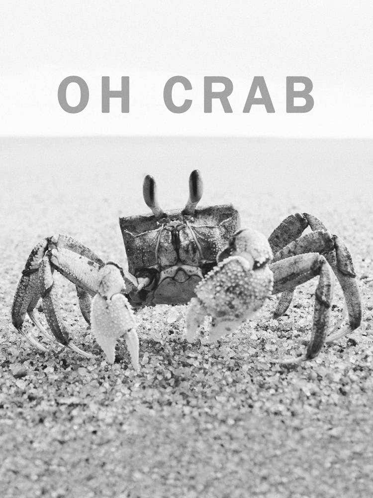 Oh Crab - Animal Black And White