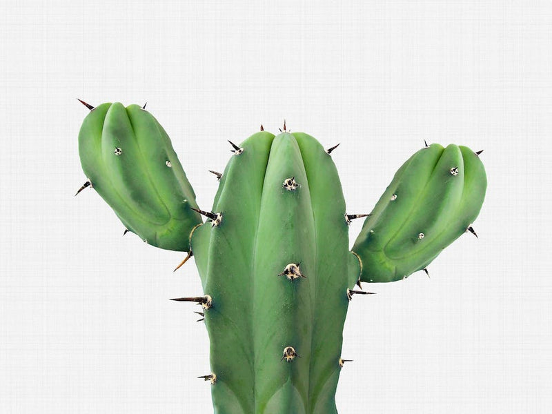 Cactus 1