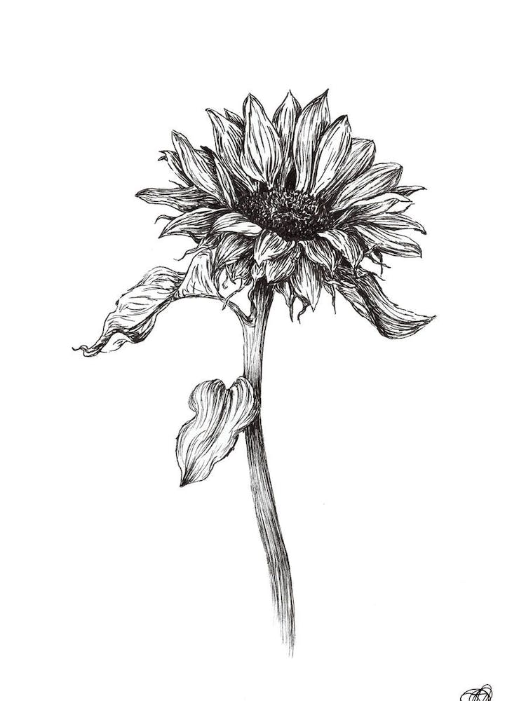 Black and White Sunflower Right