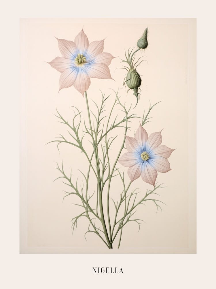 Floral Illustration Love In A Mist Nigella 2 Poster
