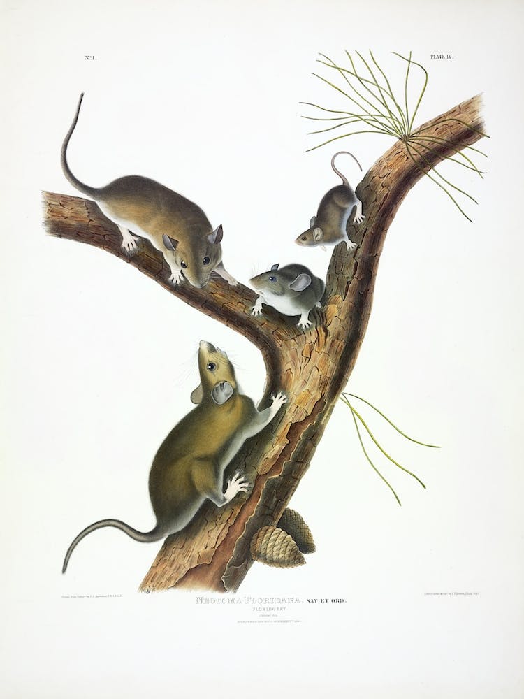The Viviparous Quadrupeds Of North America, John James Audubon