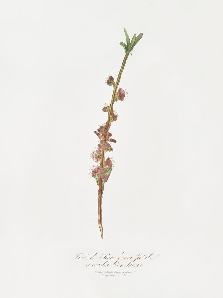 Peach Flower (Prunus Persica) From Pomona Italiana (1817 1839), Giorgio Gallesio