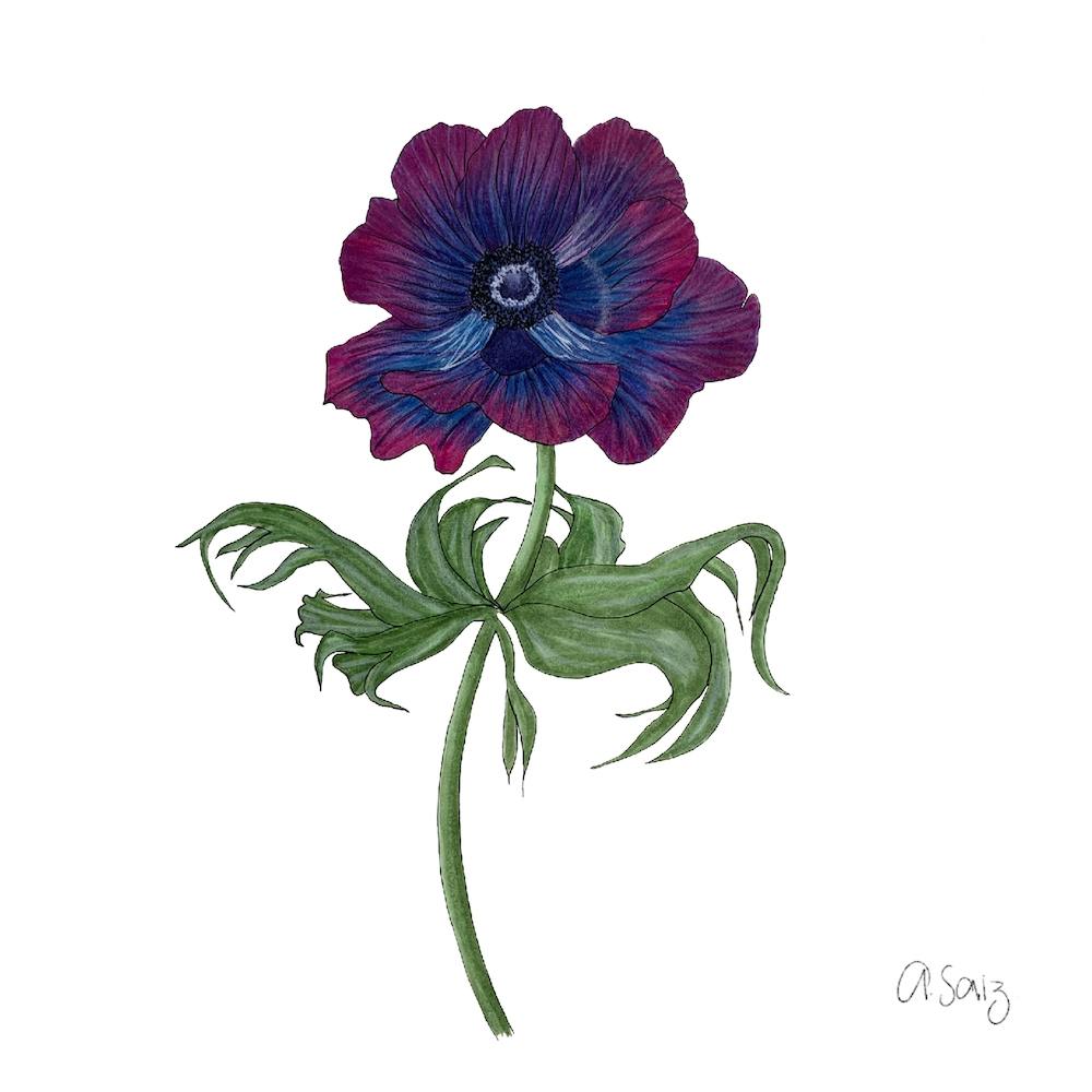Pink And Purple Flower 2