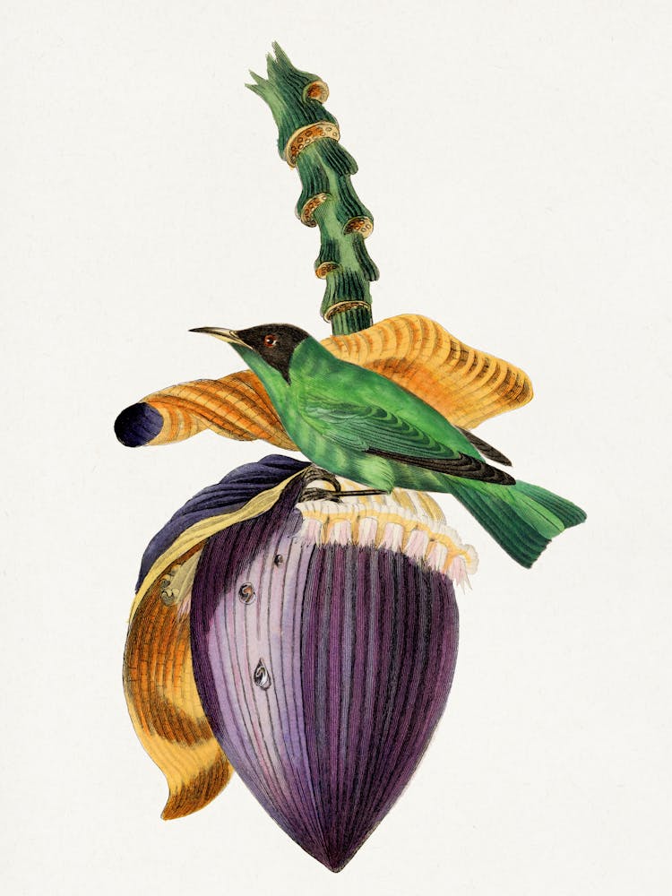 Hummingbird On A Flower