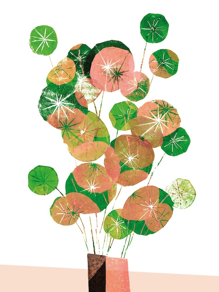 Pilea In Green And Coral