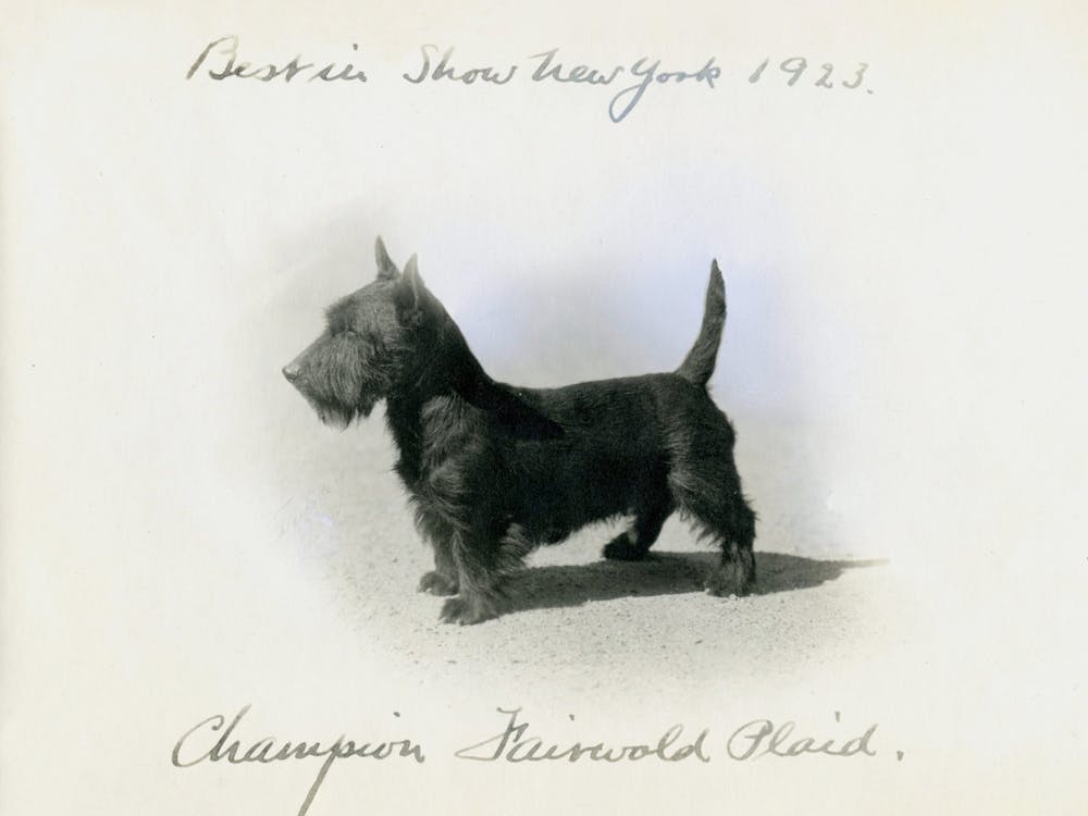 Scottish Terrier