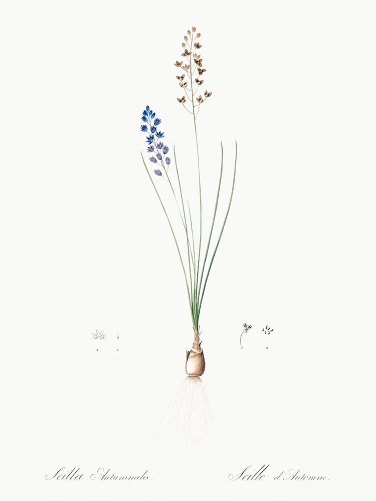 Autumn Squillillustration From Les Liliacées (1805), Pierre Joseph Redoute