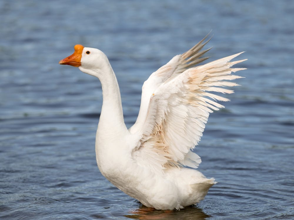 swan goose