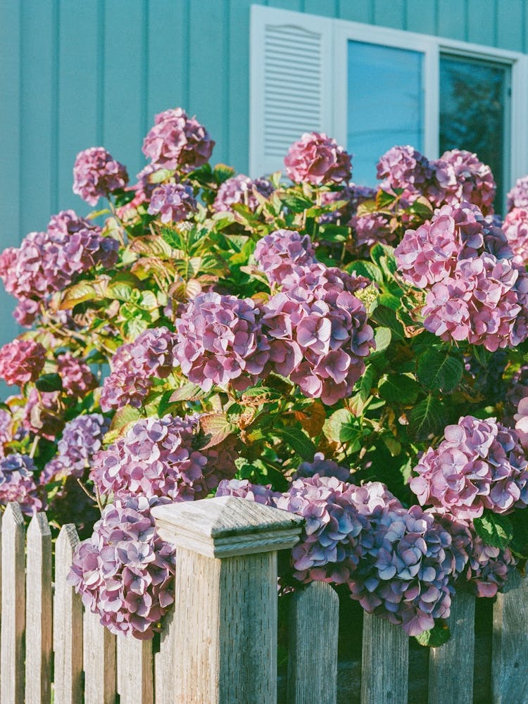 Cannon Beach Blooms V on Film
