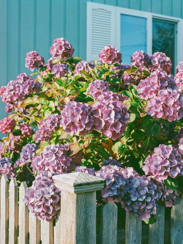 Cannon Beach Blooms V on Film