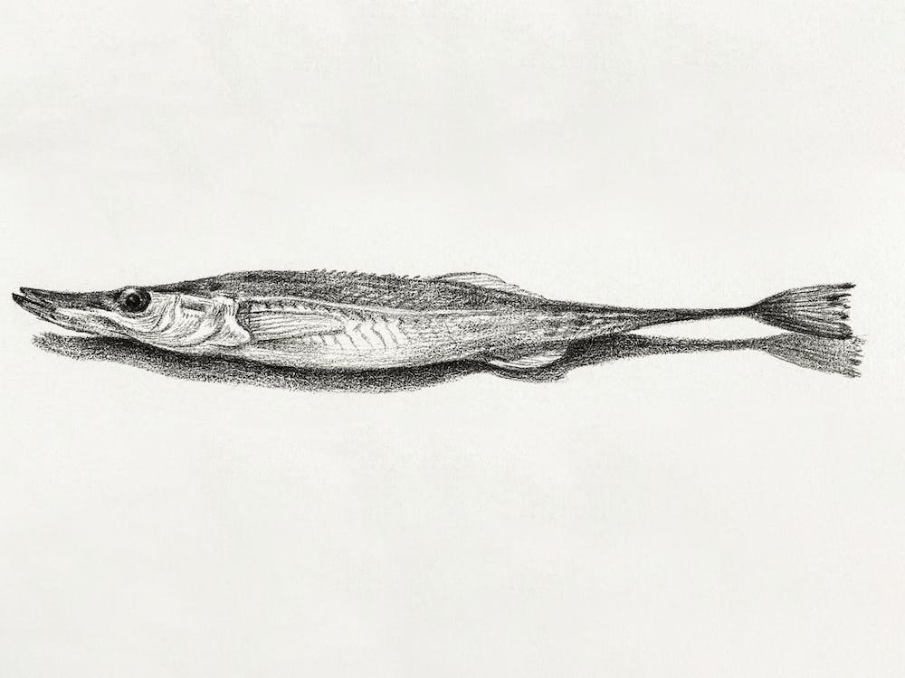Fish (1819), Jean Bernard