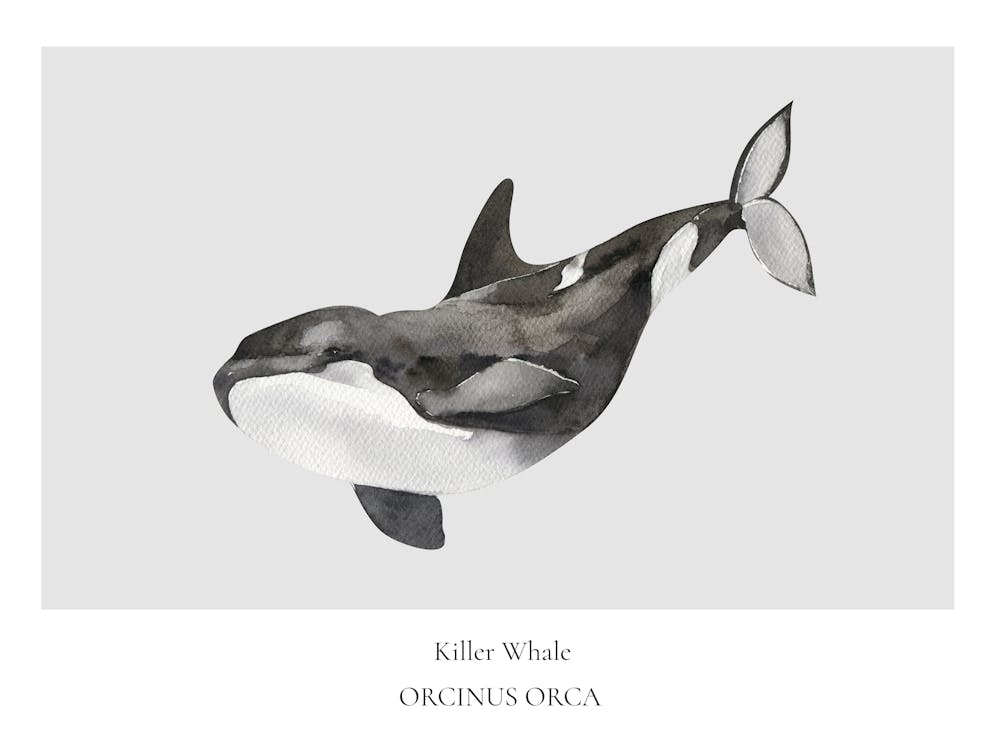 Orca Whale