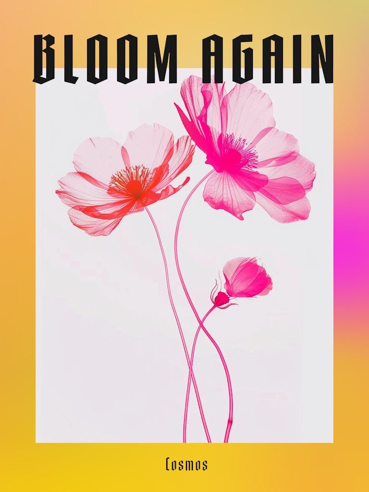 Hot Pink Cosmos 1 Poster