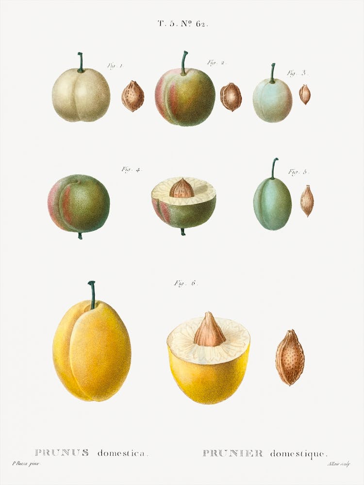 Common Plums, Pierre Joseph Redoute 1