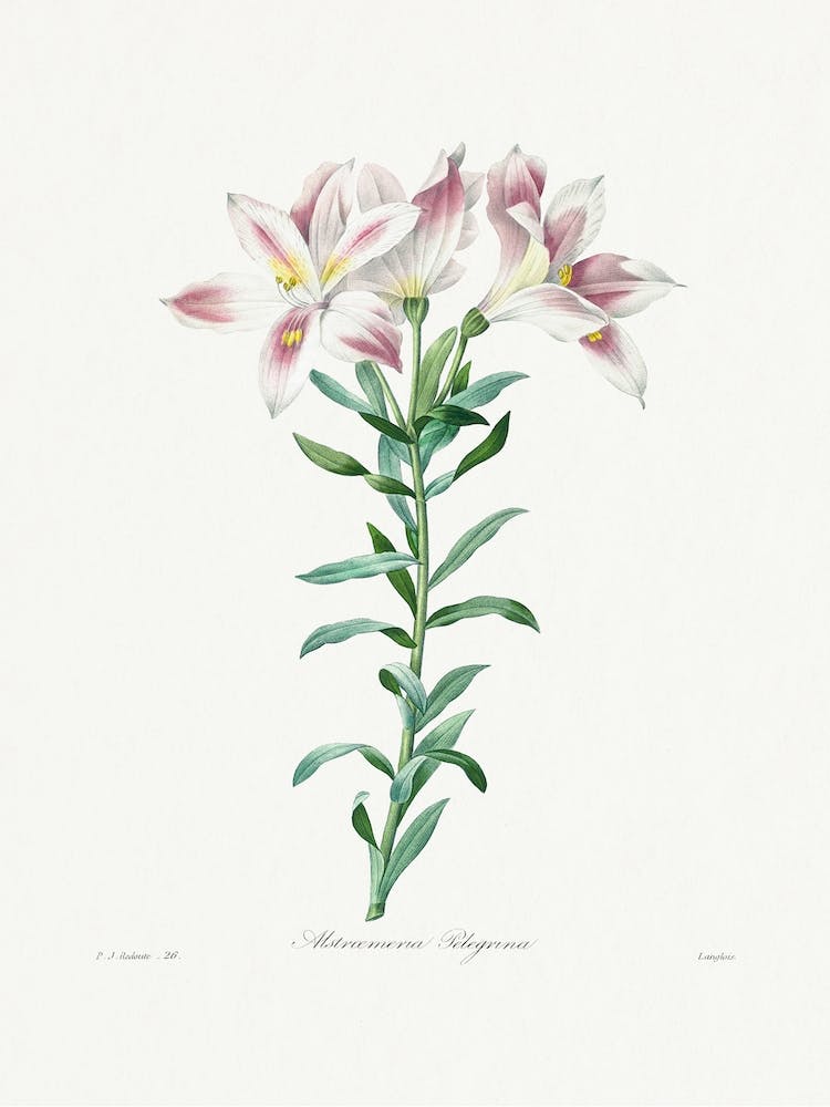 Peruvian Lily From Choix Des Plus Belles Fleurs, Pierre Joseph Redouté