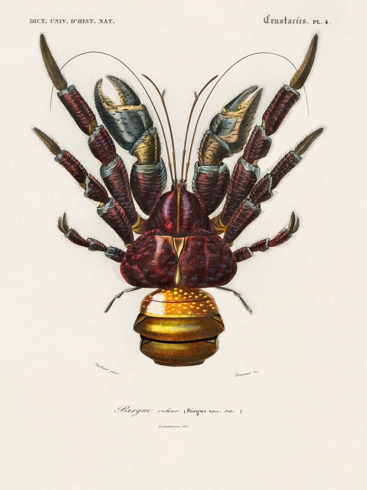 Coconut Crab (Birgus Latroi), Charles Dessalines D'Orbigny
