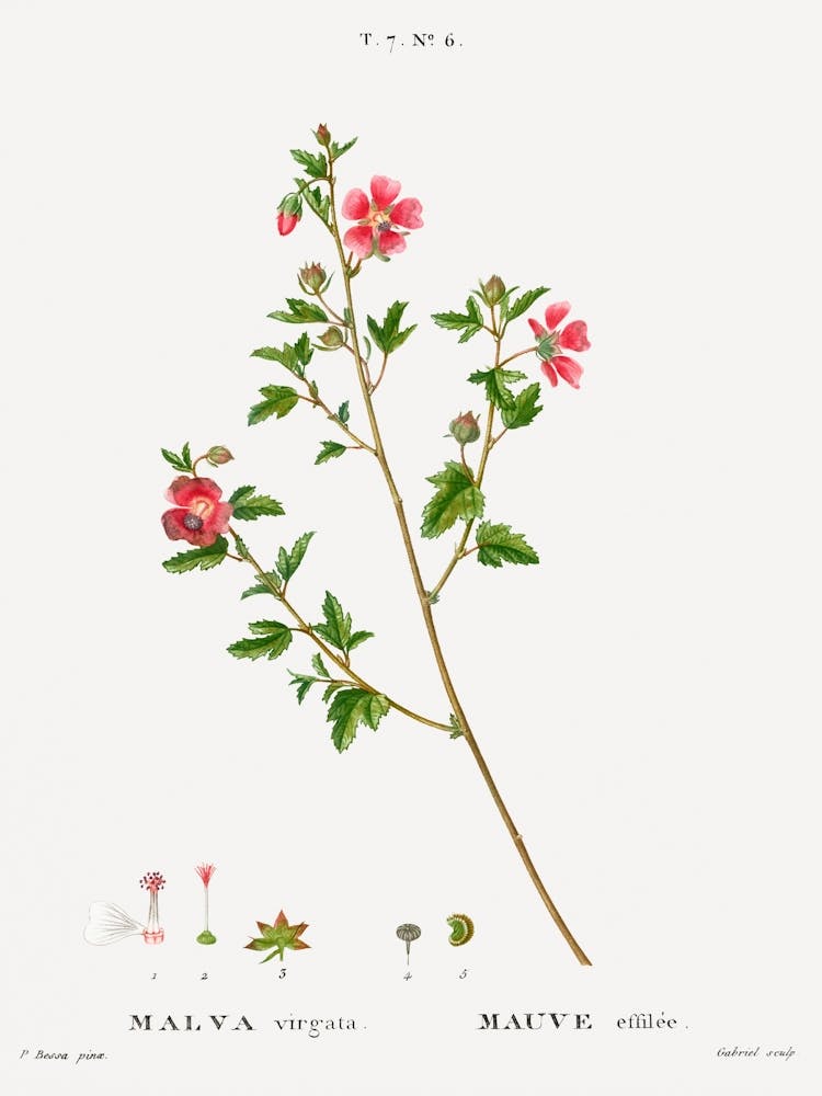 Hibiscus