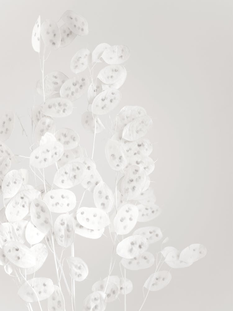 White Confetti Flowers