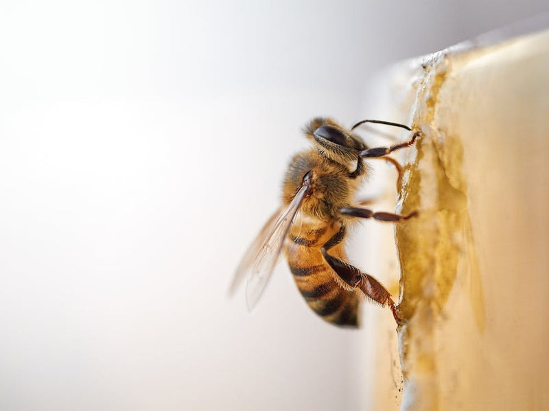 Honey Bee On Honey