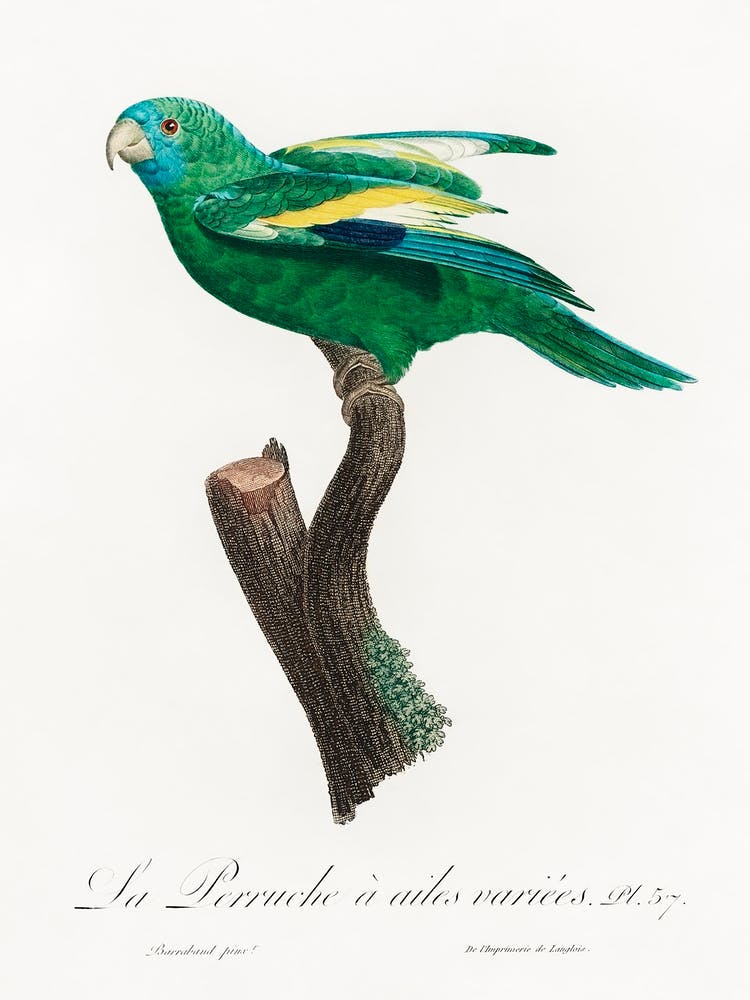 The White Winged Parakeet From Natural History Of Parrots, Francois Levaillant