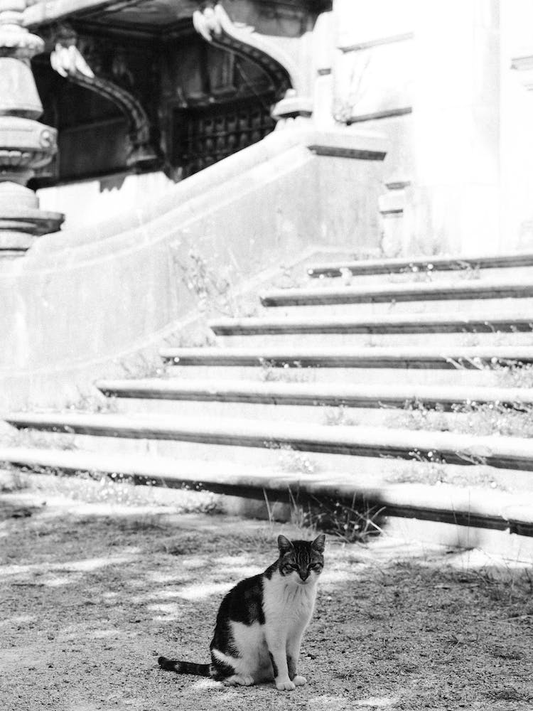 Cat Of The Mansion, Black And White St Sebastian, Spain