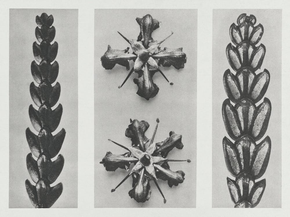 Thujopsis Dolabrata, Ruta Graveolens And Thujopsis Dolabrata (1928), Karl Blossfeldt