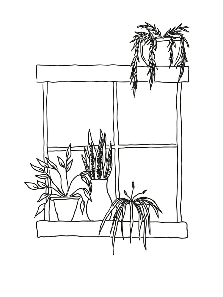Window Plants