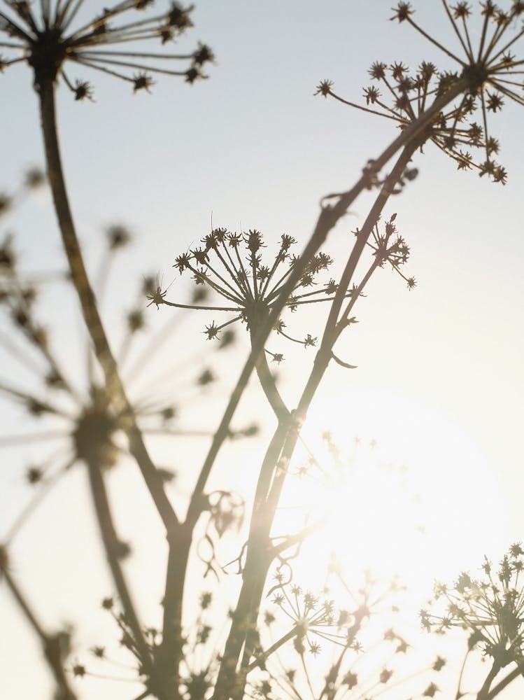Dried Plants_2251397