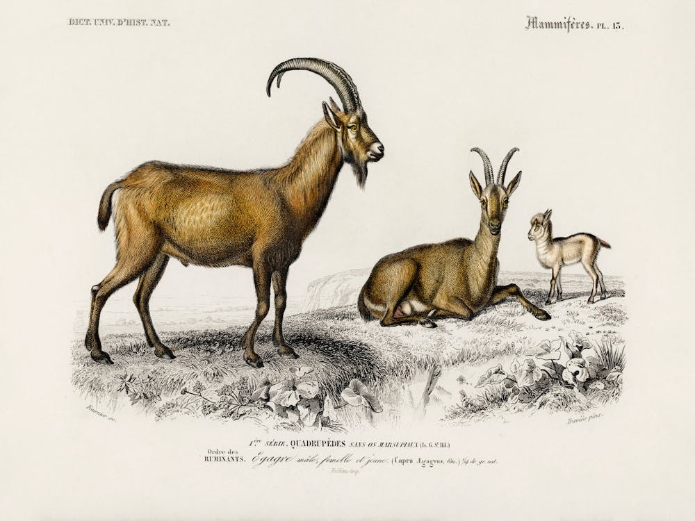 Wild Goat (Capra Agagrus), Charles Dessalines D'Orbigny
