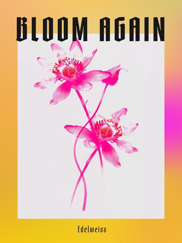 Hot Pink Edelweiss 1 Poster