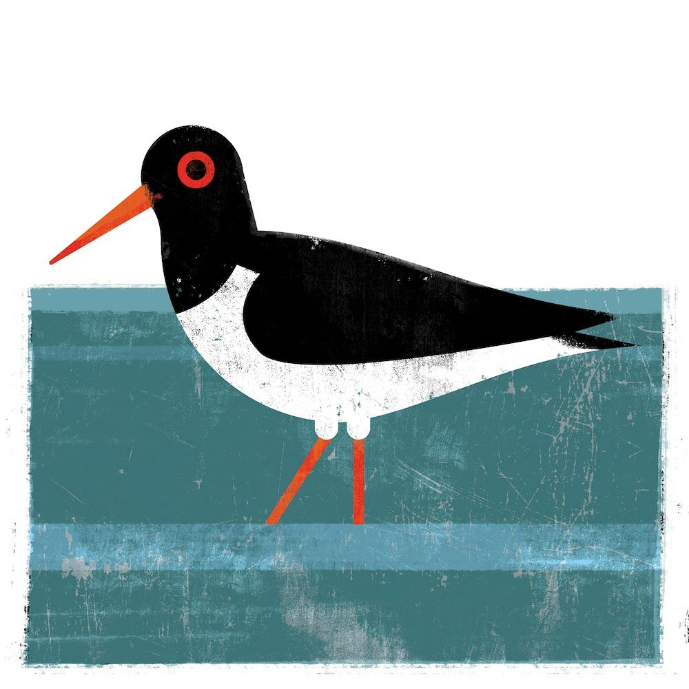 Oystercatcher Square